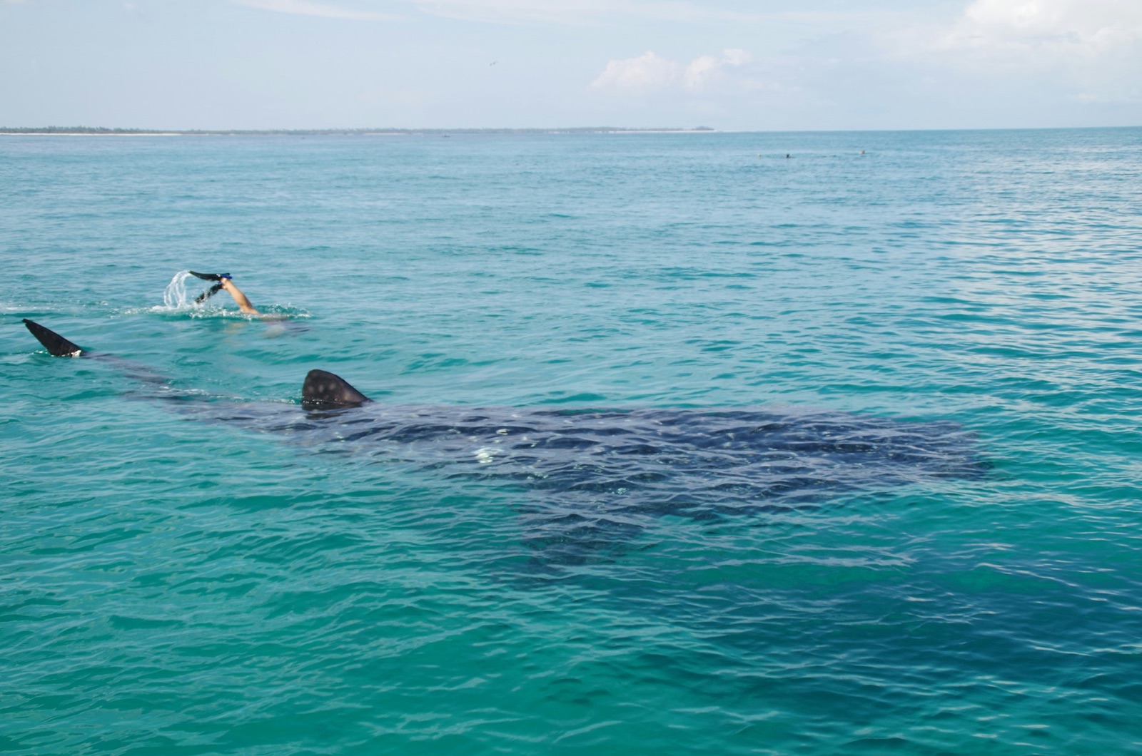 A swimmer near a whale shark in blue-green water at Mafia Island, Tanzania.